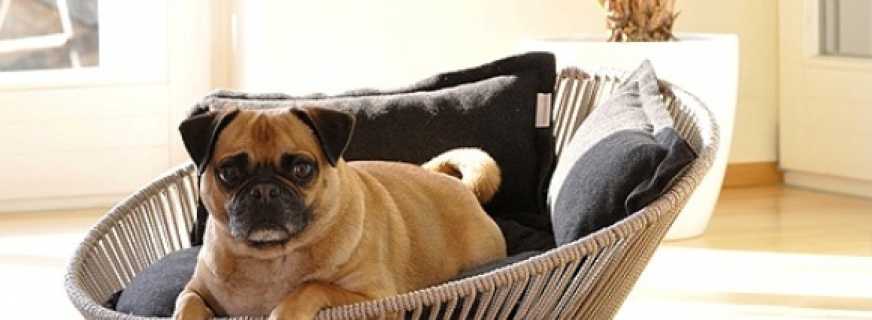 Resumen de las mejores camas para perros, los principales criterios de selección