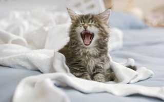 Qué hacer si un gato comienza a cagar en la cama, posibles razones